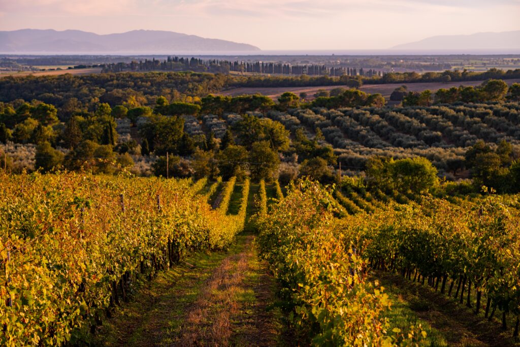 panorama sui vigneti della maremma toscana